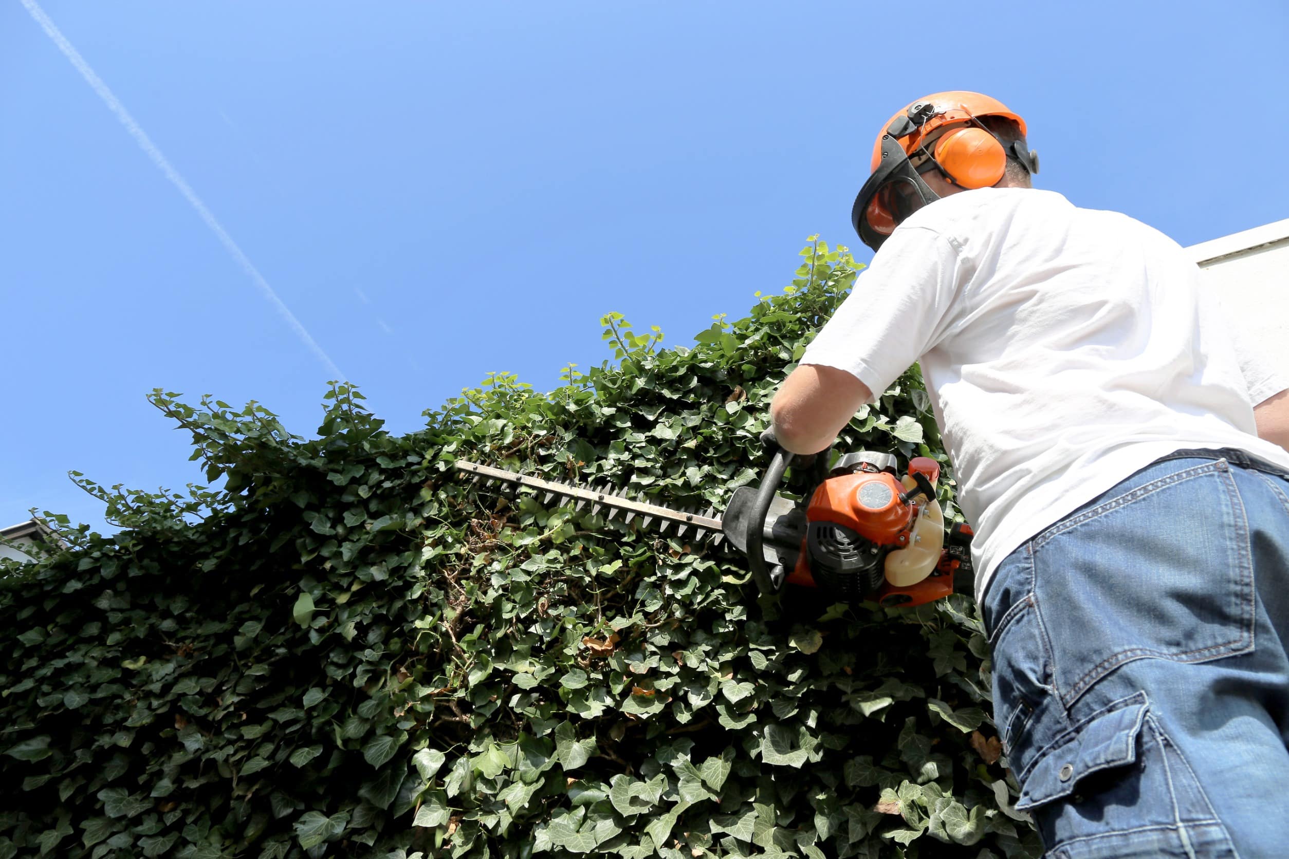 Garden Maintenance: What Is It and What Does It Include